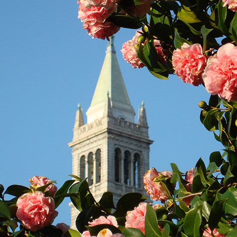 Campanile with camellias. Photo by Steve Finacom.